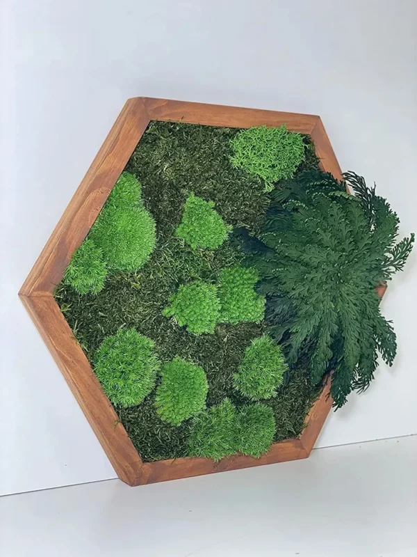 Moosbild Hexagon mit Moos und Pflanzen - MoosHexagon