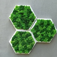 Moosbild Hexagon mit Islandmoos